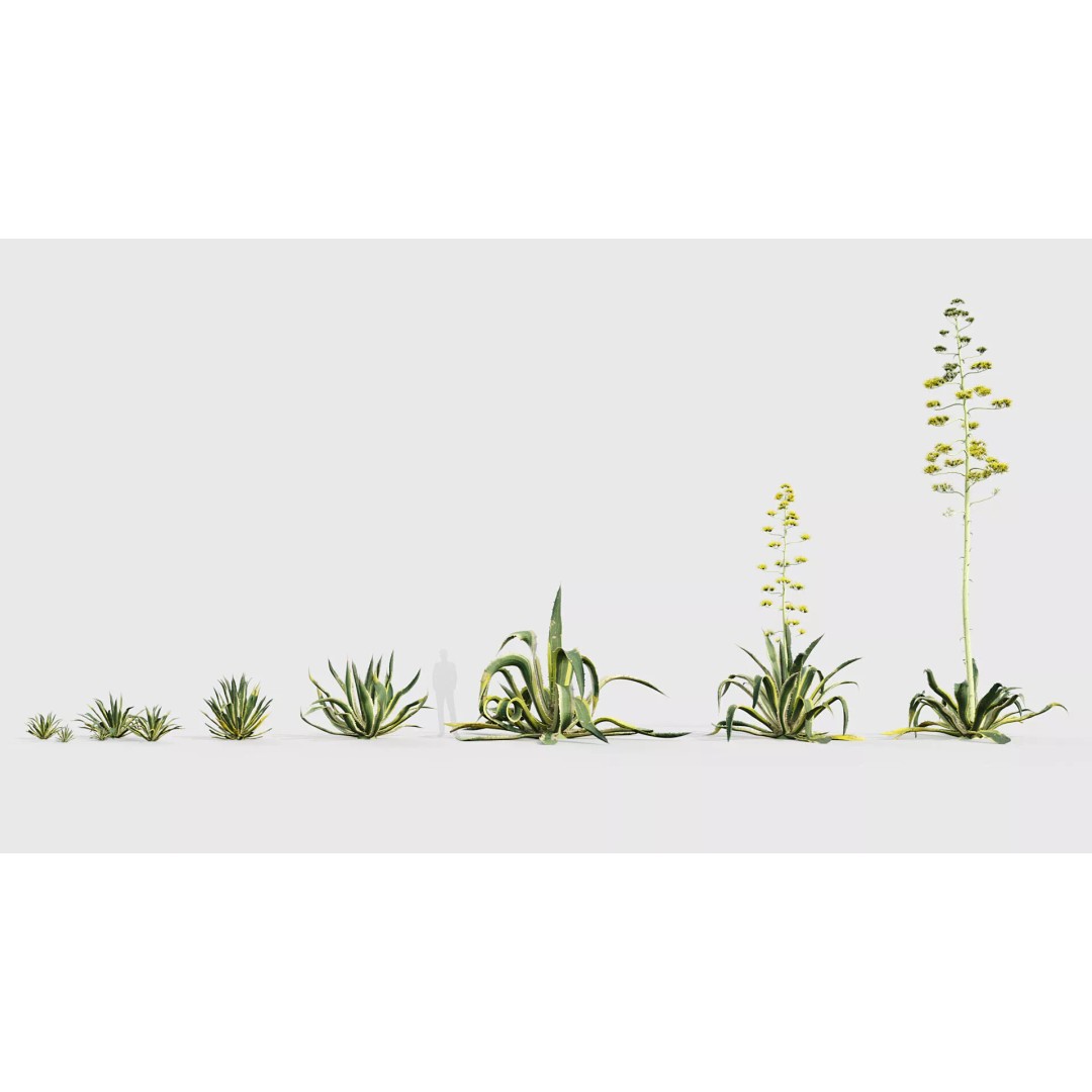 Tropical Desert Plant Collection 3D Model – PBR Game-Ready Assets, FBX - View 3
