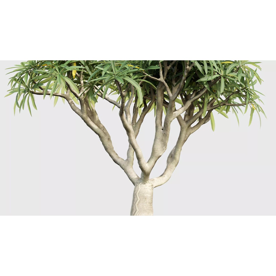 Tropical Desert Plant Collection 3D Model – PBR Game-Ready Assets, FBX - View 47