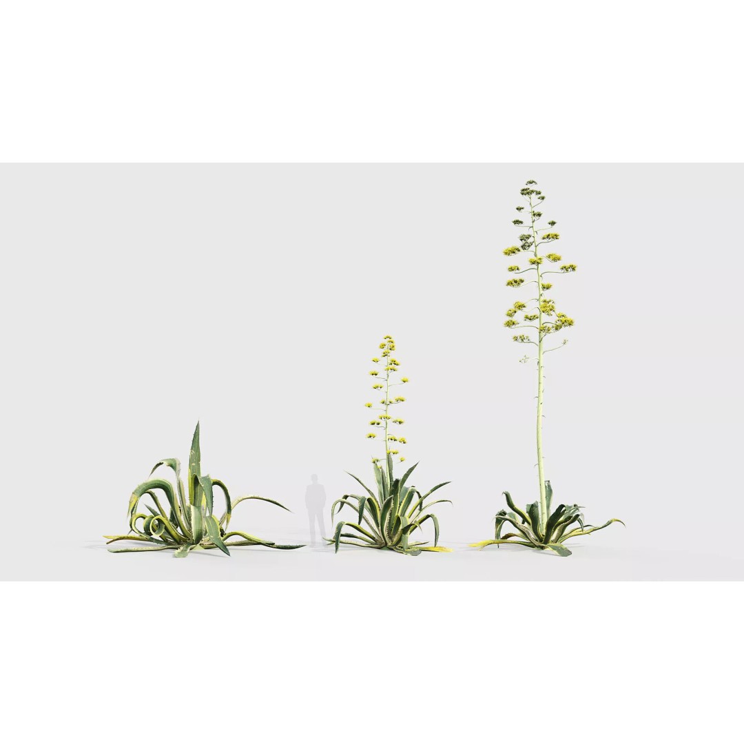 Tropical Desert Plant Collection 3D Model – PBR Game-Ready Assets, FBX - View 5