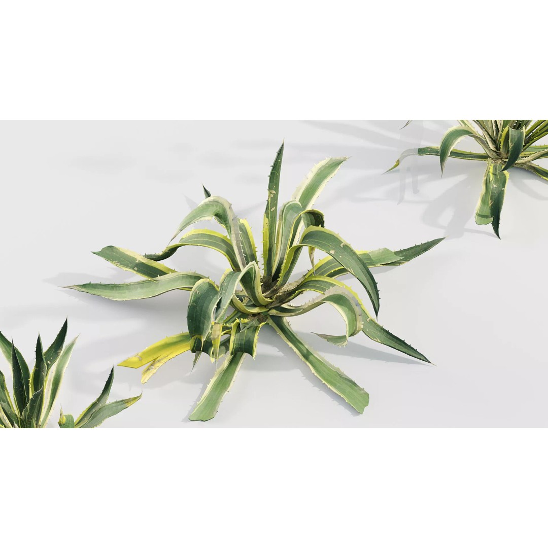 Tropical Desert Plant Collection 3D Model – PBR Game-Ready Assets, FBX - View 6