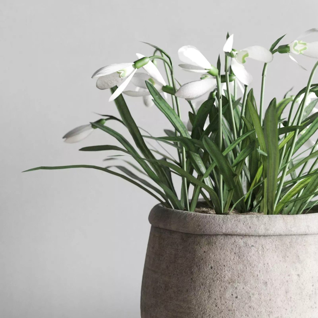 Snowdrops 3D Model – Rustic Spring Decor, PBR Textures, FBX