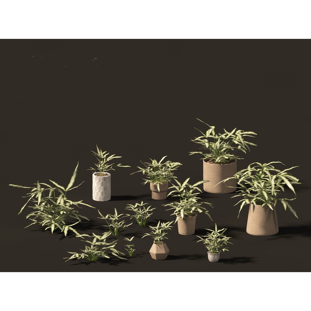 Pteris ensiformis 3D Model – Realistic Pot Plant, FBX, PBR Textures