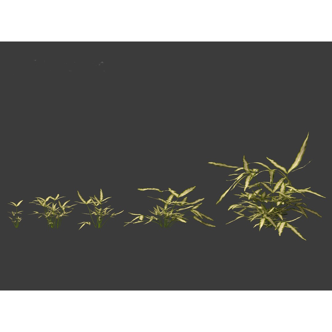 Pteris ensiformis 3D Model – Realistic Pot Plant, FBX, PBR Textures - View 11