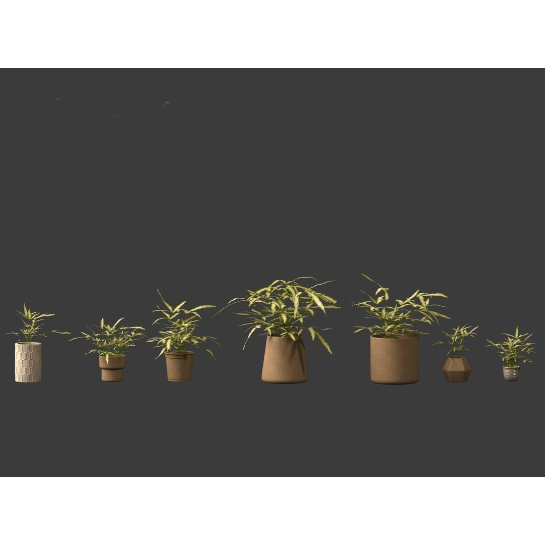 Pteris ensiformis 3D Model – Realistic Pot Plant, FBX, PBR Textures - View 13