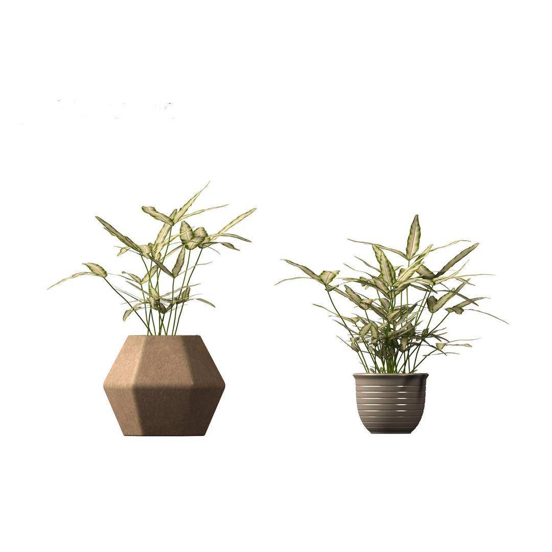 Pteris ensiformis 3D Model – Realistic Pot Plant, FBX, PBR Textures - View 14