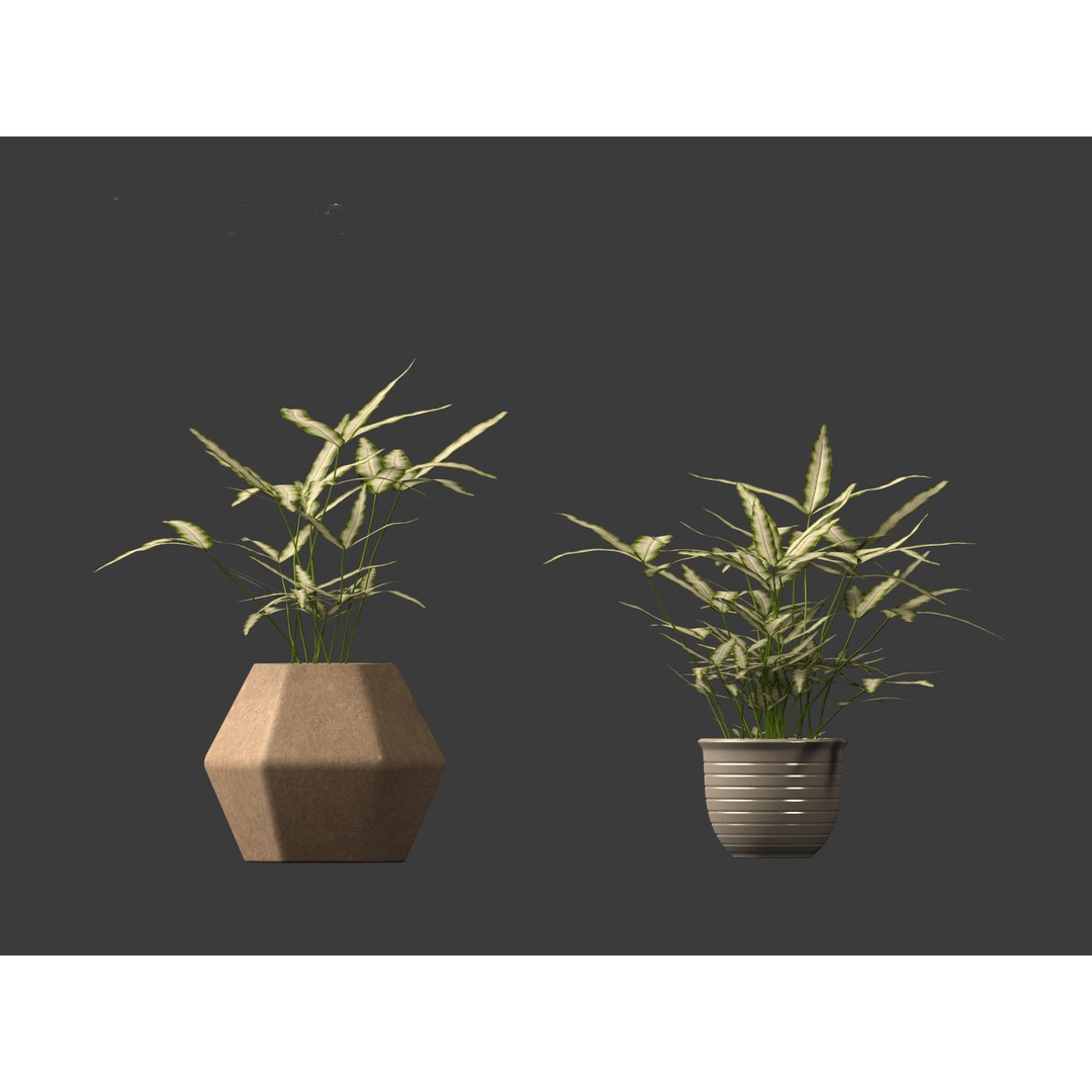 Pteris ensiformis 3D Model – Realistic Pot Plant, FBX, PBR Textures - View 15