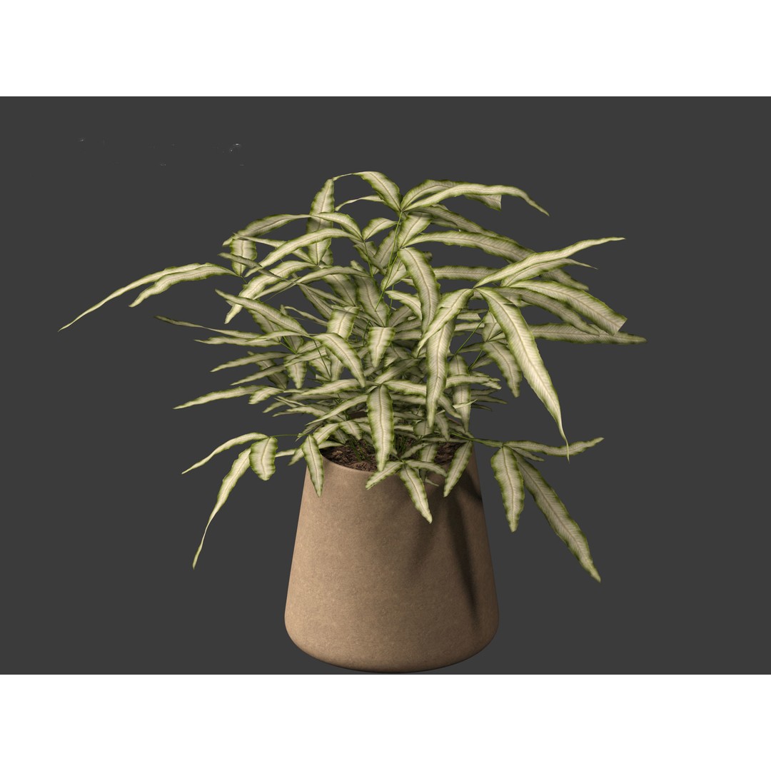 Pteris ensiformis 3D Model – Realistic Pot Plant, FBX, PBR Textures - View 3