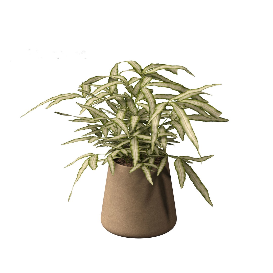 Pteris ensiformis 3D Model – Realistic Pot Plant, FBX, PBR Textures - View 4