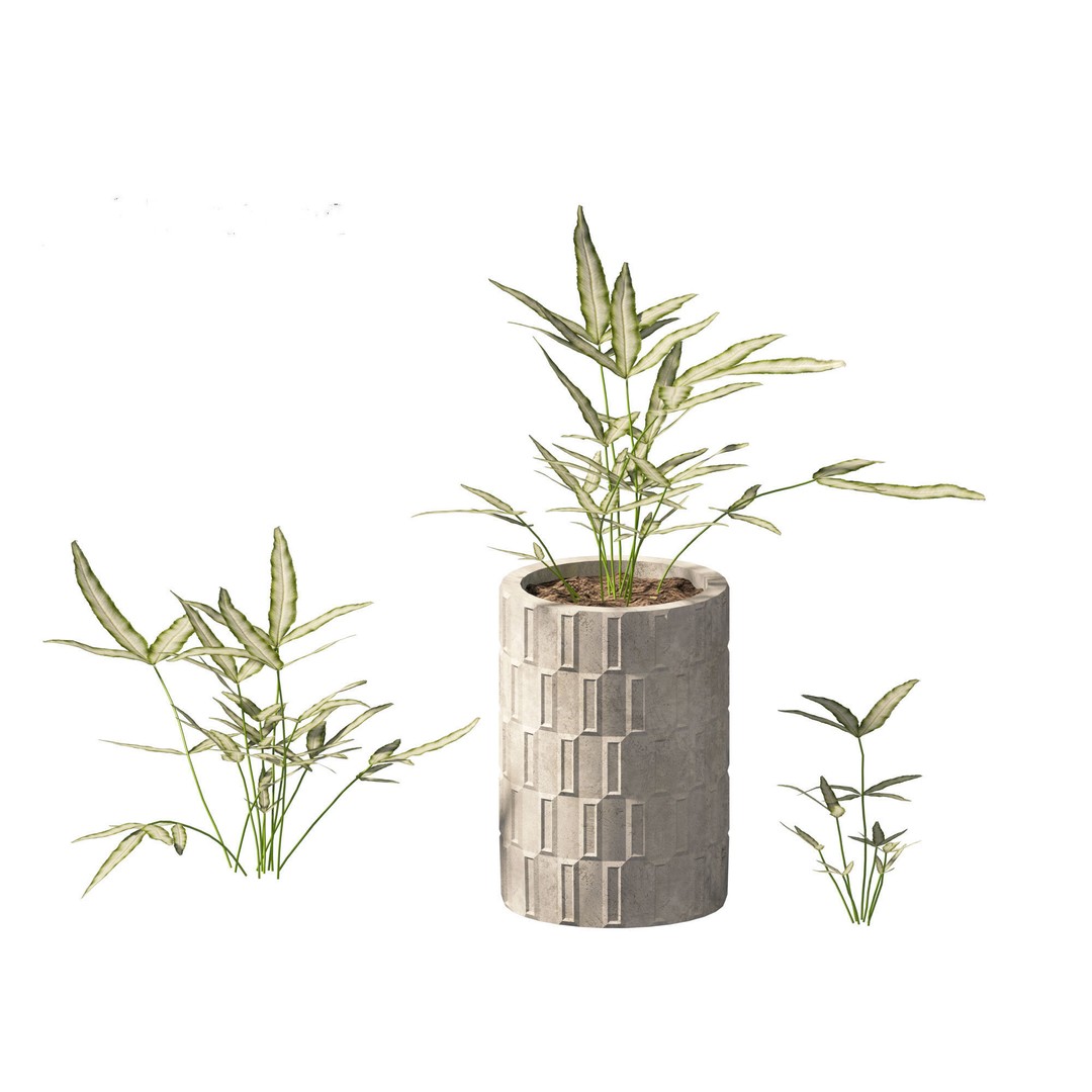 Pteris ensiformis 3D Model – Realistic Pot Plant, FBX, PBR Textures - View 5