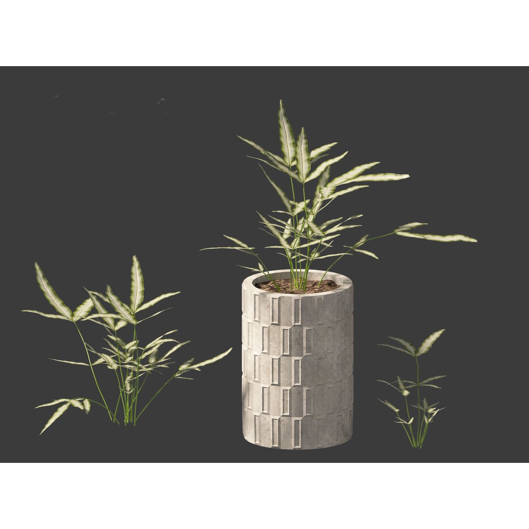 Pteris ensiformis 3D Model – Realistic Pot Plant, FBX, PBR Textures - View 6