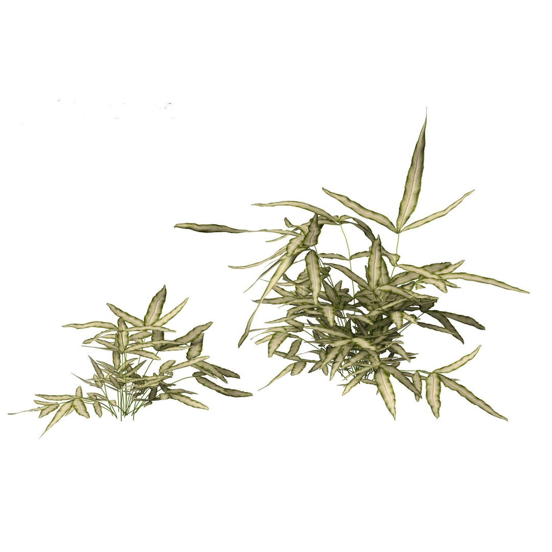 Pteris ensiformis 3D Model – Realistic Pot Plant, FBX, PBR Textures - View 7