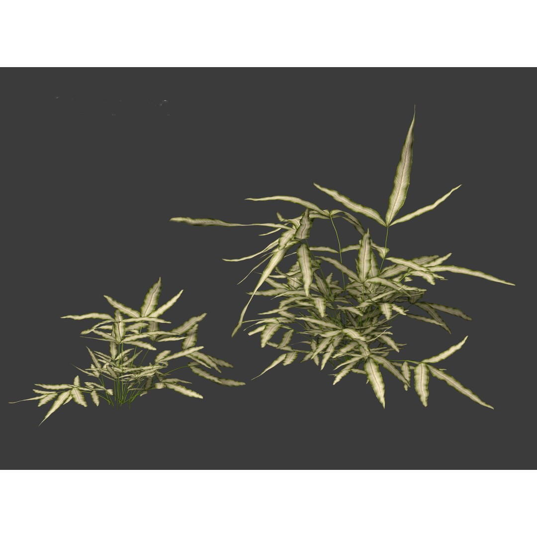 Pteris ensiformis 3D Model – Realistic Pot Plant, FBX, PBR Textures - View 8