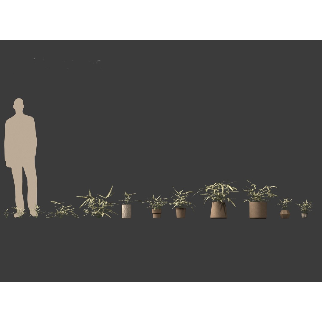 Pteris ensiformis 3D Model – Realistic Pot Plant, FBX, PBR Textures - View 9