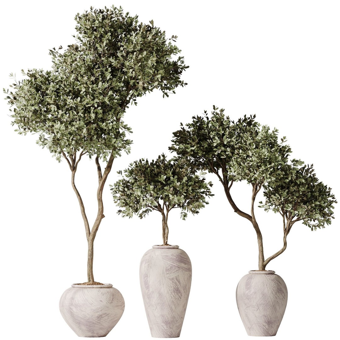 Olive Tree 3D Model – Indoor Vase Set with PBR Textures