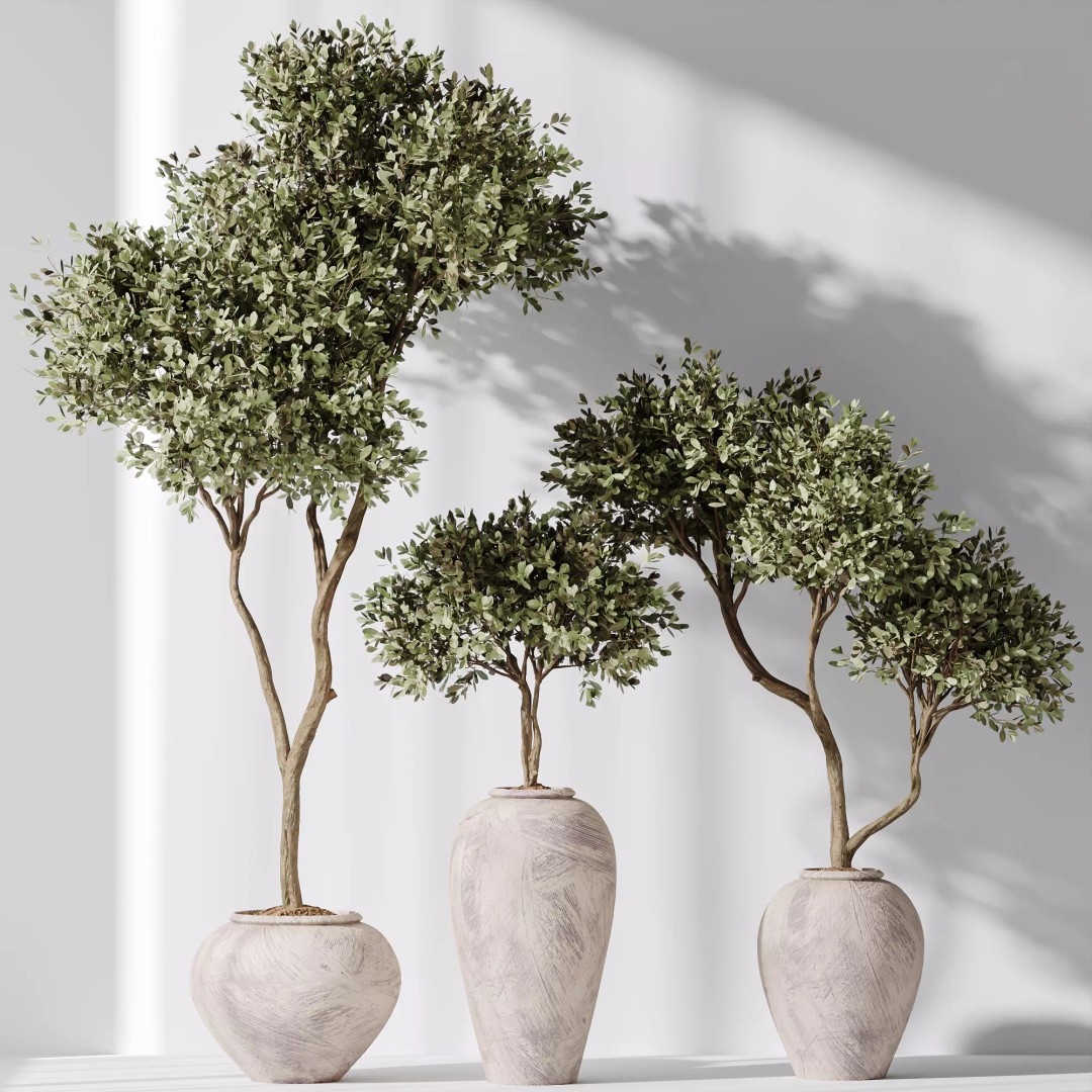 Olive Tree 3D Model – Indoor Vase Set with PBR Textures - View 2
