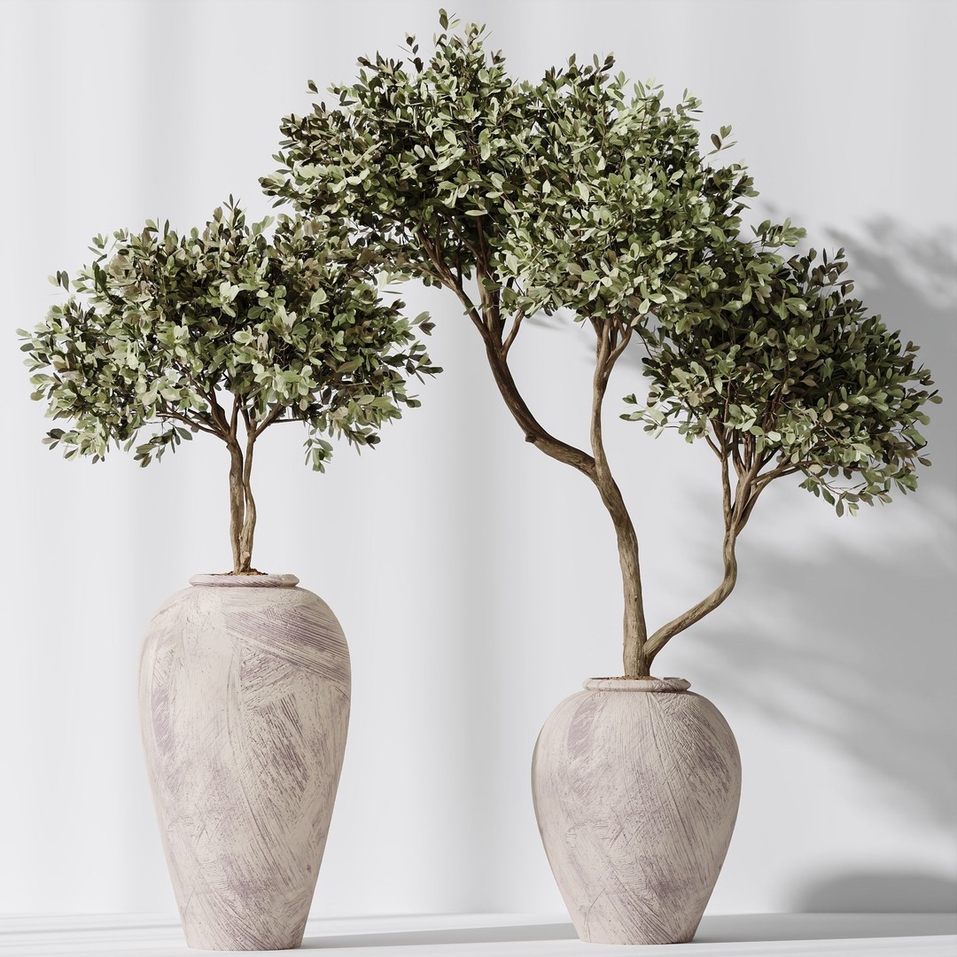 Olive Tree 3D Model – Indoor Vase Set with PBR Textures - View 3