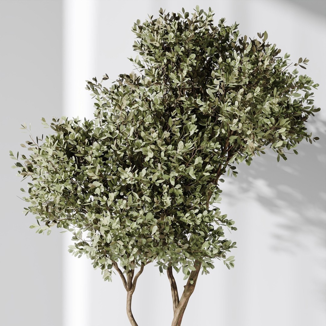 Olive Tree 3D Model – Indoor Vase Set with PBR Textures - View 4