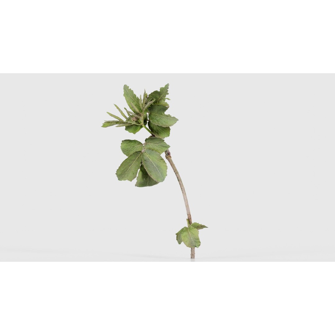 Sambucus Racemosa 3D Model – Low Poly Plant Asset, FBX, Game Ready
