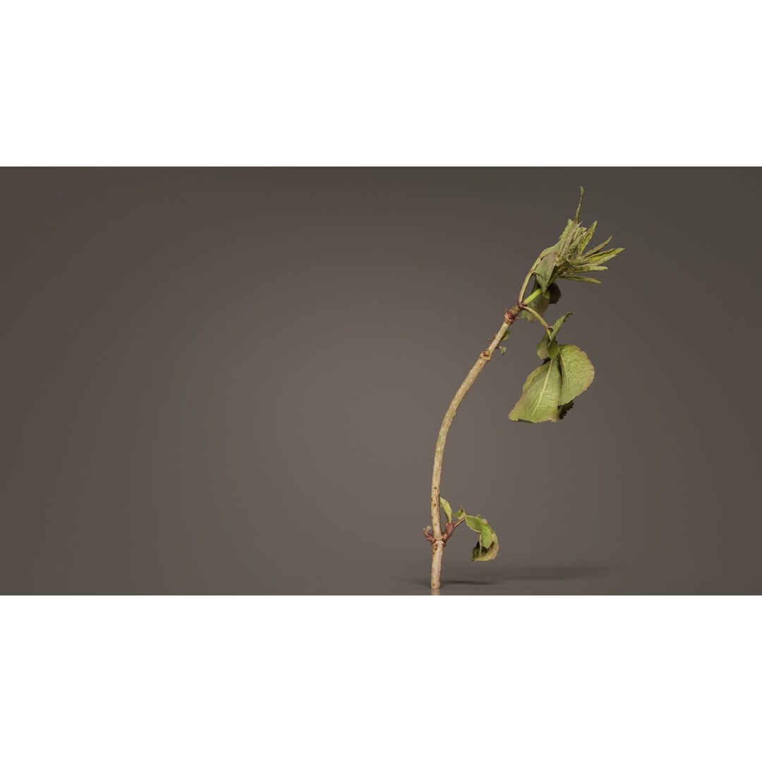 Sambucus Racemosa 3D Model – Low Poly Plant Asset, FBX, Game Ready - View 10