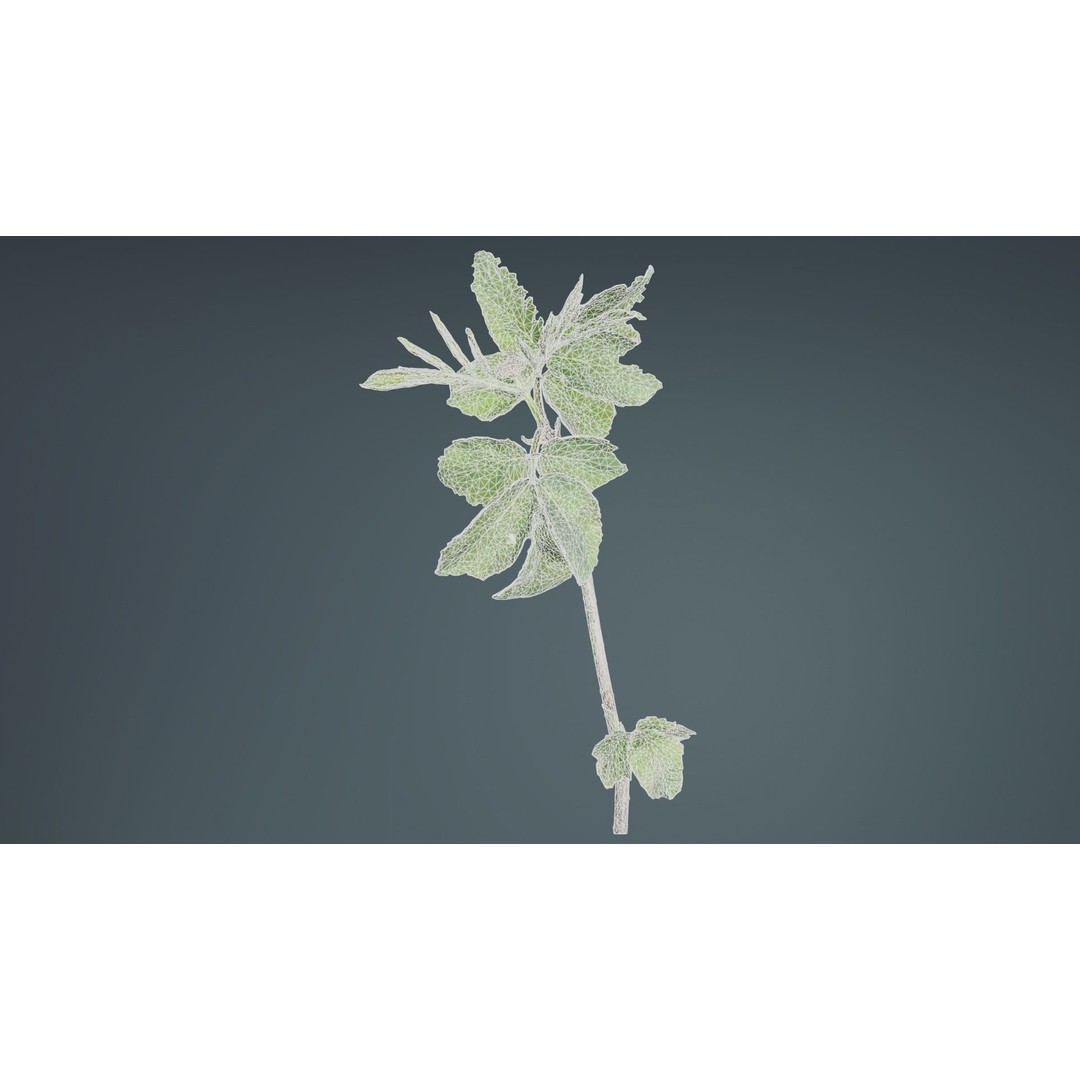 Sambucus Racemosa 3D Model – Low Poly Plant Asset, FBX, Game Ready - View 11