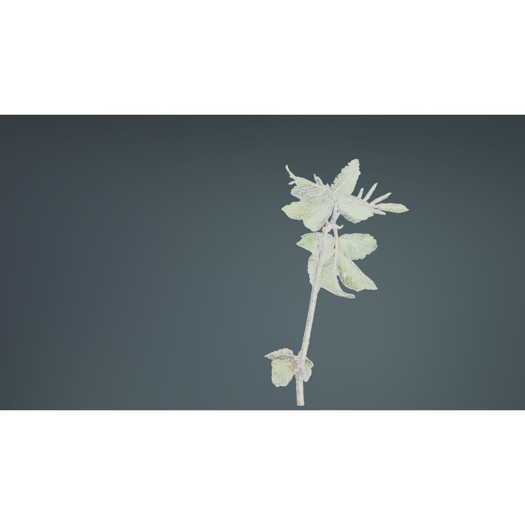 Sambucus Racemosa 3D Model – Low Poly Plant Asset, FBX, Game Ready - View 12