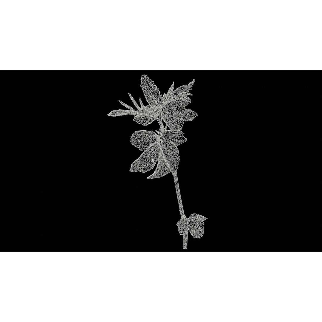 Sambucus Racemosa 3D Model – Low Poly Plant Asset, FBX, Game Ready - View 13