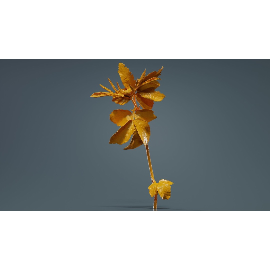 Sambucus Racemosa 3D Model – Low Poly Plant Asset, FBX, Game Ready - View 14