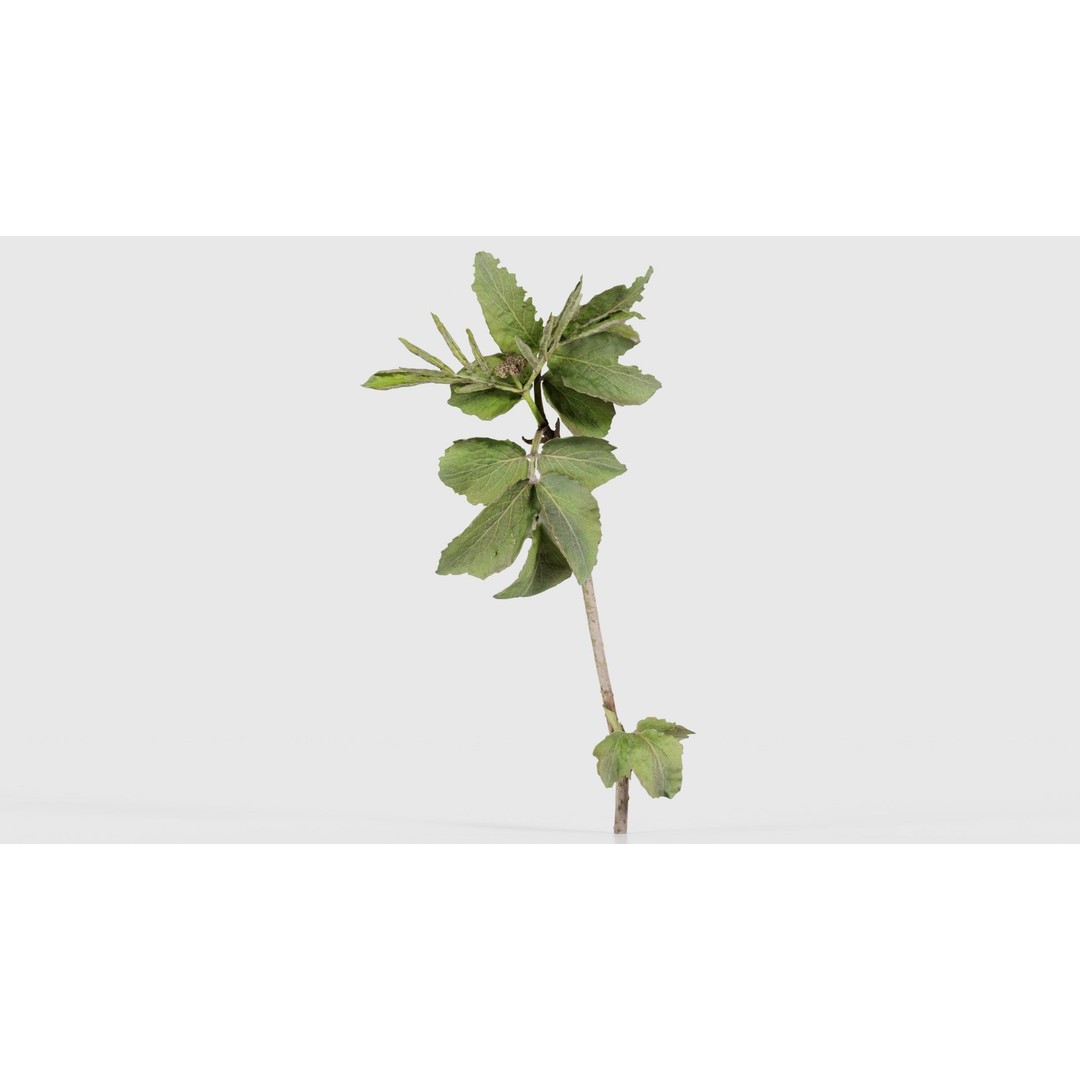 Sambucus Racemosa 3D Model – Low Poly Plant Asset, FBX, Game Ready - View 17
