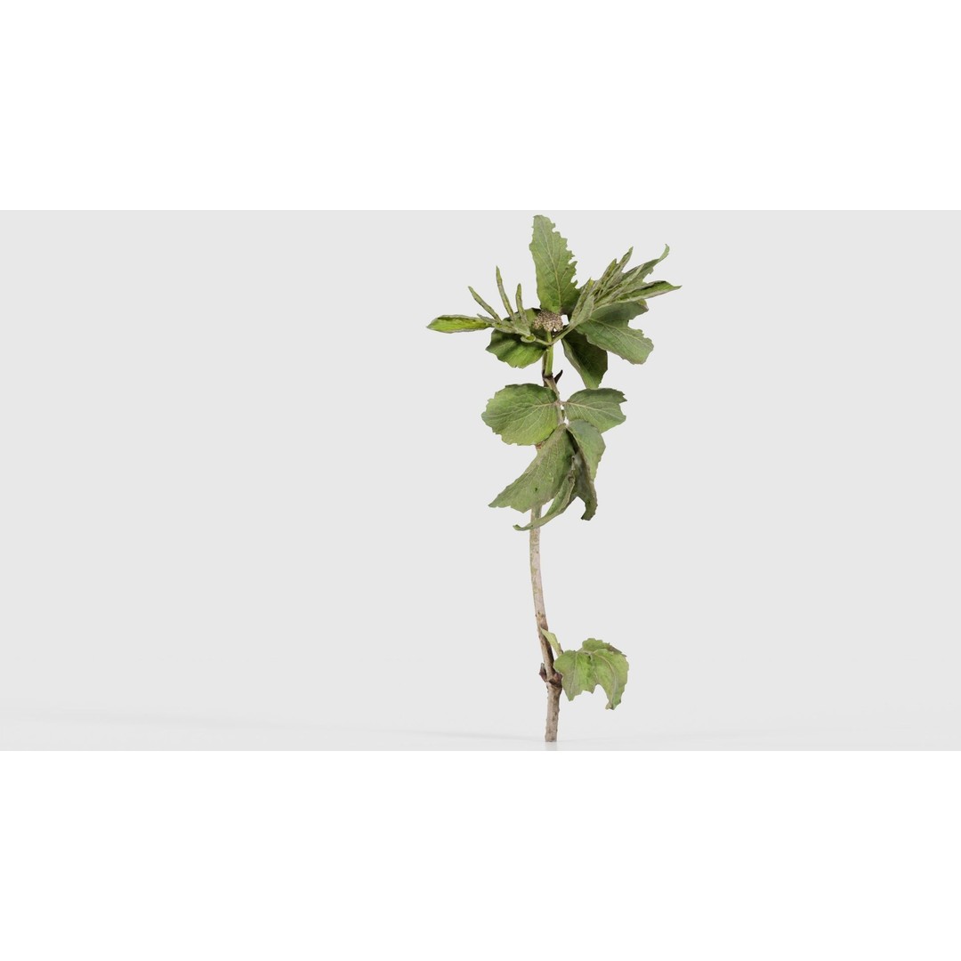 Sambucus Racemosa 3D Model – Low Poly Plant Asset, FBX, Game Ready - View 18