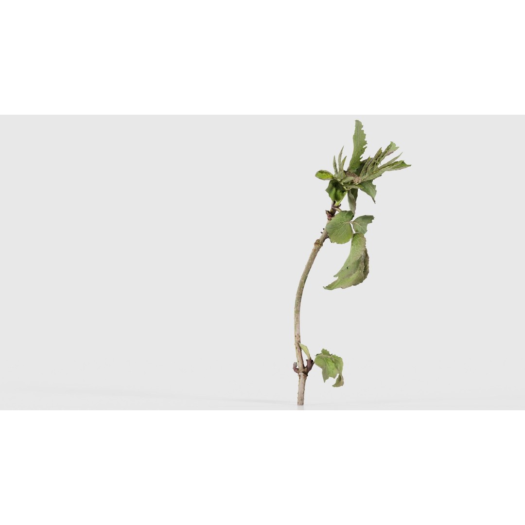 Sambucus Racemosa 3D Model – Low Poly Plant Asset, FBX, Game Ready - View 19