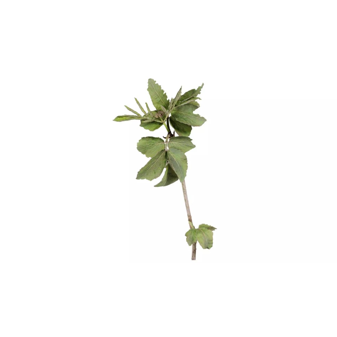 Sambucus Racemosa 3D Model – Low Poly Plant Asset, FBX, Game Ready - View 2