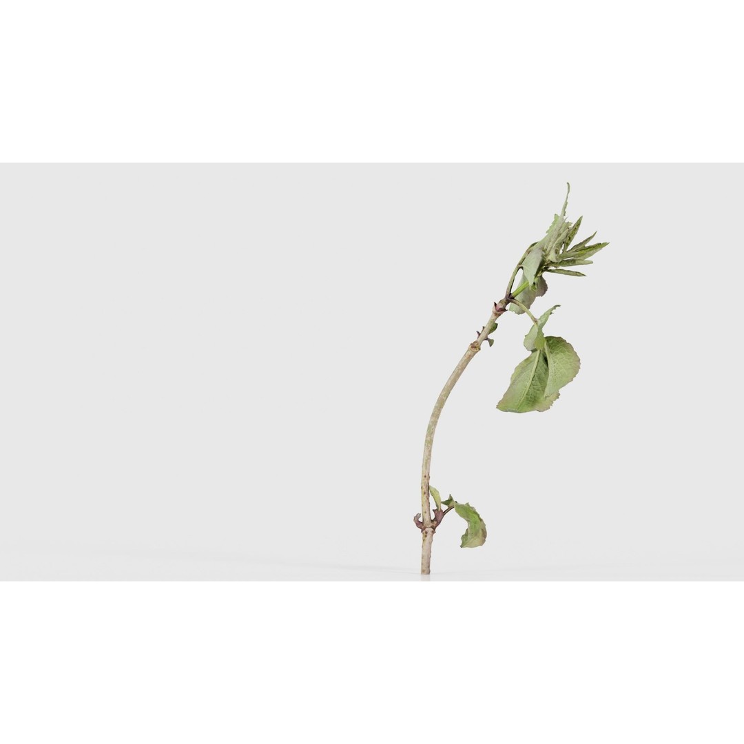 Sambucus Racemosa 3D Model – Low Poly Plant Asset, FBX, Game Ready - View 20