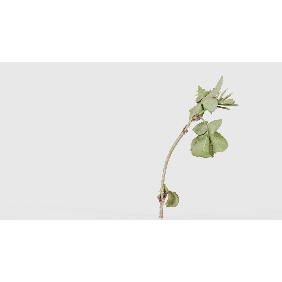 Sambucus Racemosa 3D Model – Low Poly Plant Asset, FBX, Game Ready - View 21