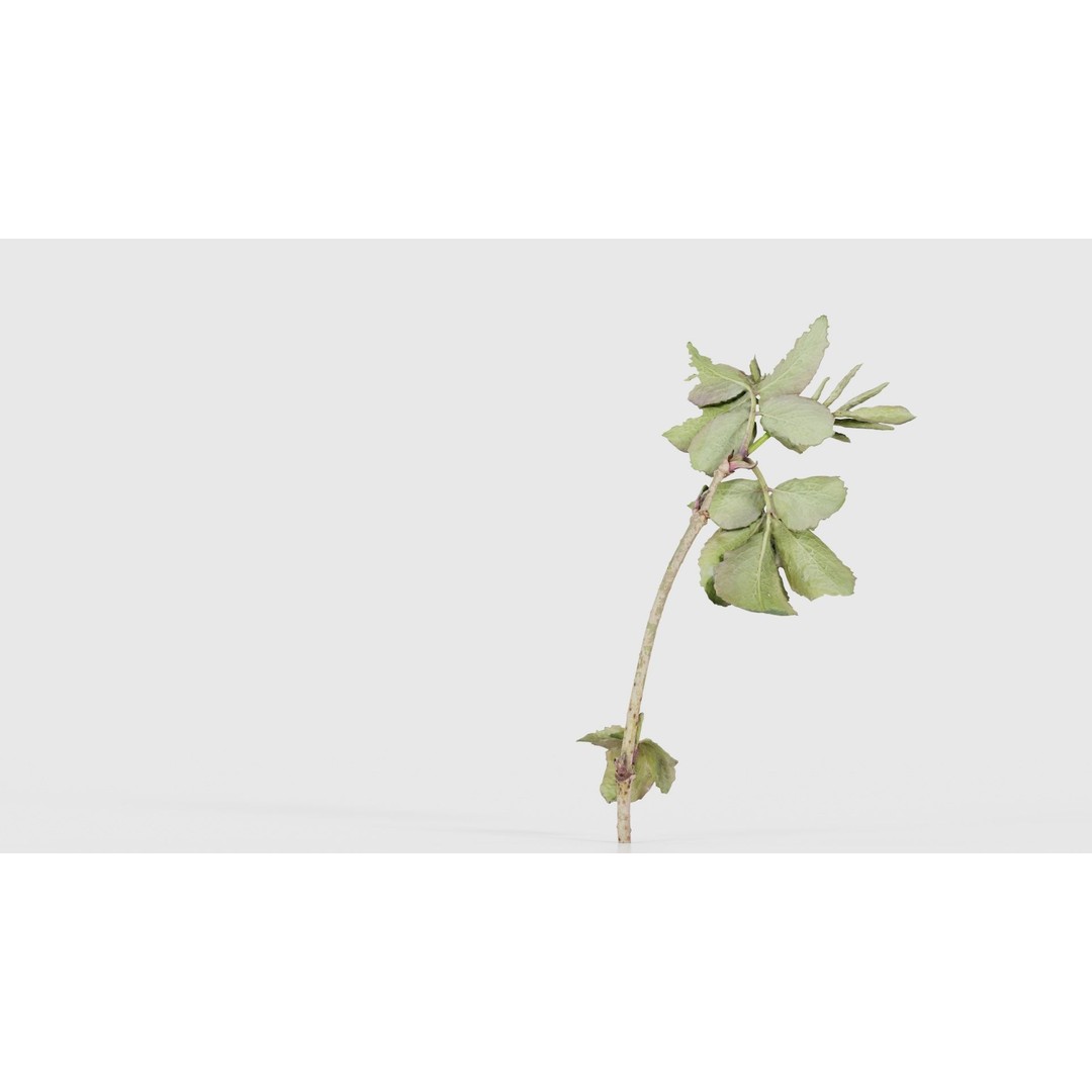 Sambucus Racemosa 3D Model – Low Poly Plant Asset, FBX, Game Ready - View 22