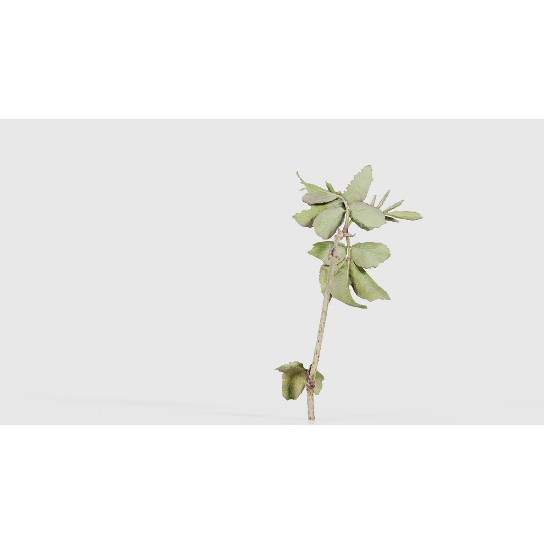 Sambucus Racemosa 3D Model – Low Poly Plant Asset, FBX, Game Ready - View 23