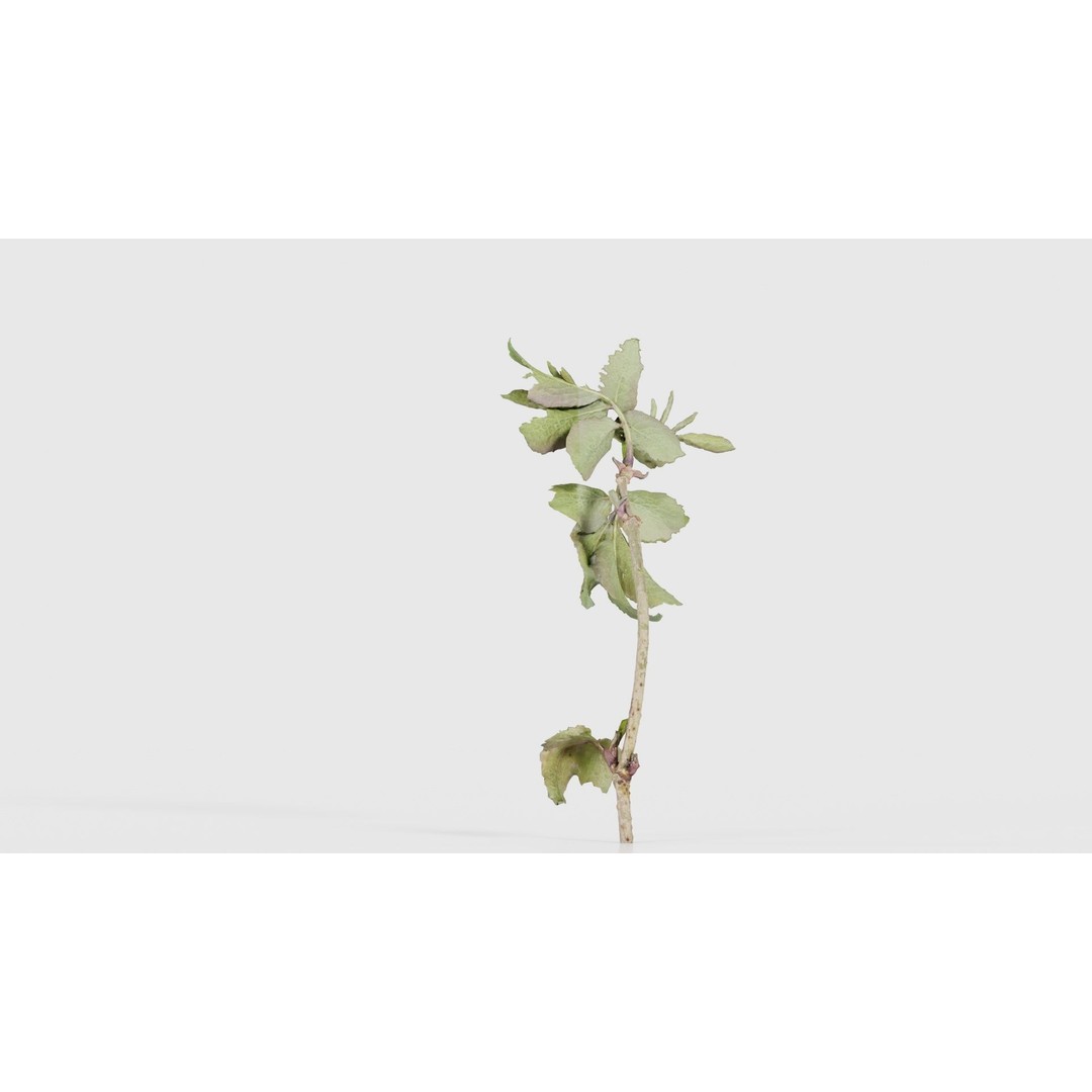 Sambucus Racemosa 3D Model – Low Poly Plant Asset, FBX, Game Ready - View 24