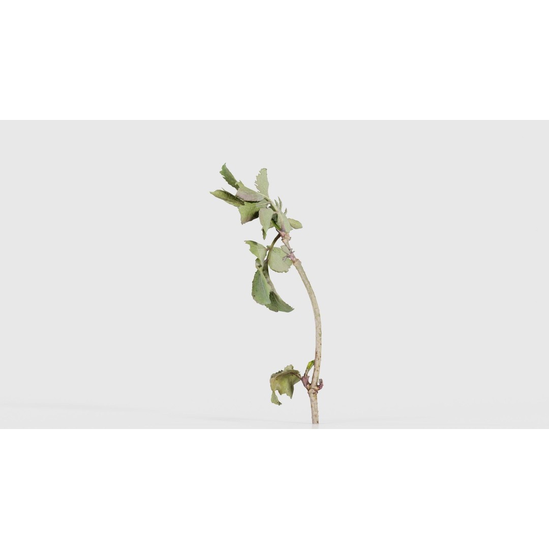 Sambucus Racemosa 3D Model – Low Poly Plant Asset, FBX, Game Ready - View 25