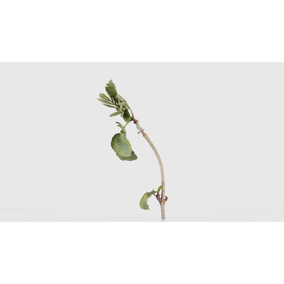 Sambucus Racemosa 3D Model – Low Poly Plant Asset, FBX, Game Ready - View 26