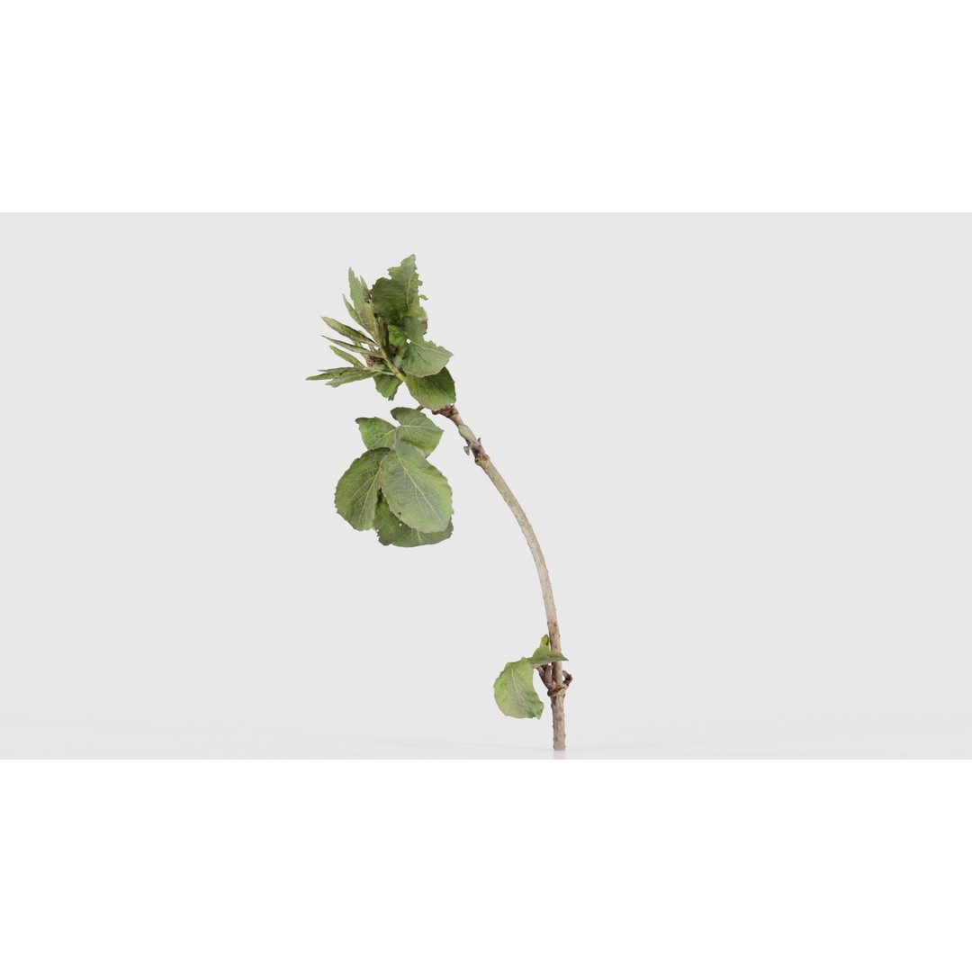 Sambucus Racemosa 3D Model – Low Poly Plant Asset, FBX, Game Ready - View 27