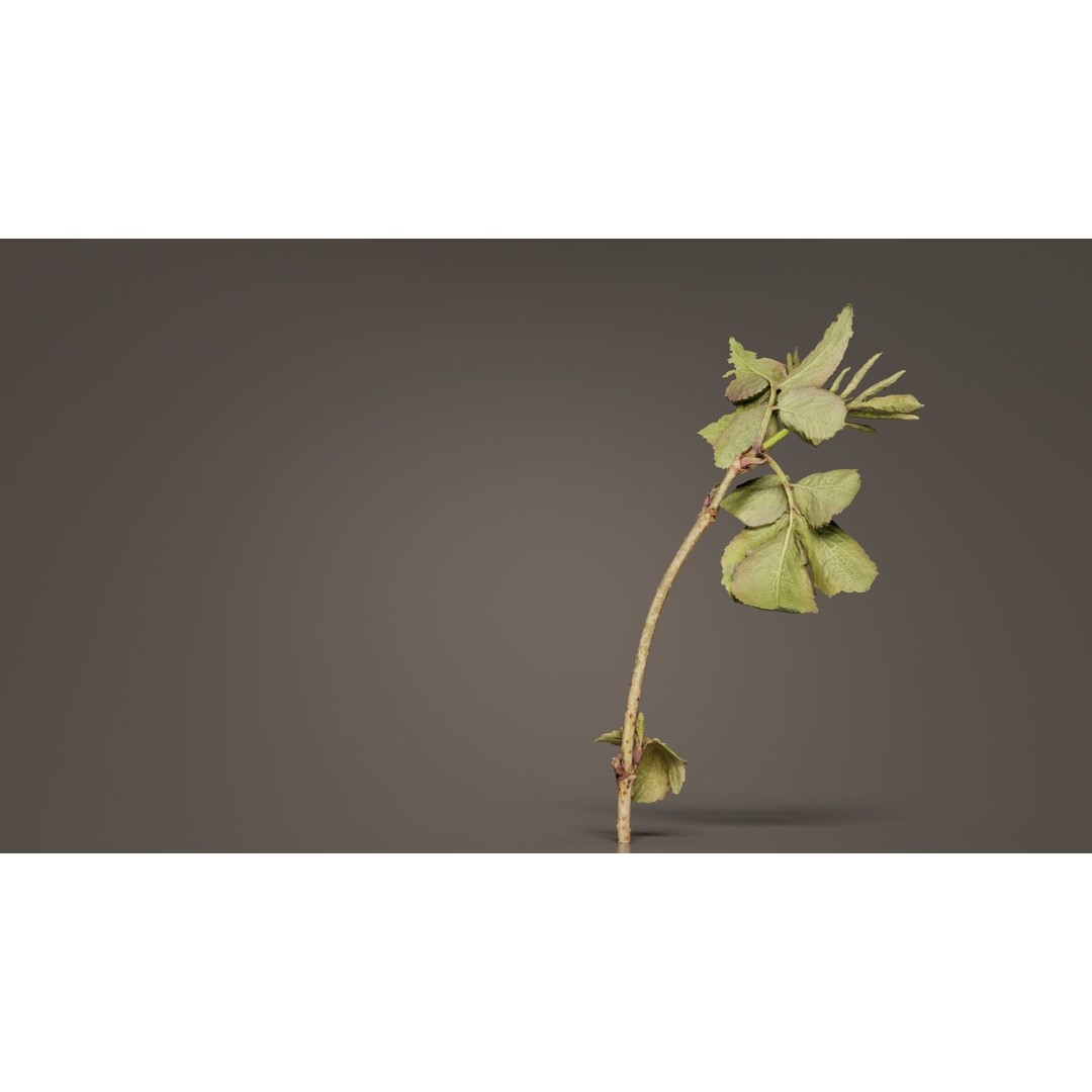 Sambucus Racemosa 3D Model – Low Poly Plant Asset, FBX, Game Ready - View 3