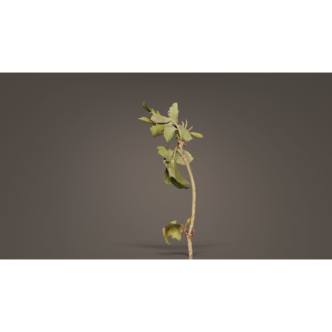 Sambucus Racemosa 3D Model – Low Poly Plant Asset, FBX, Game Ready - View 4