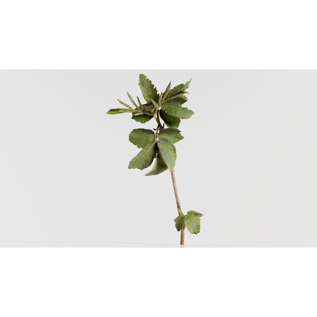 Sambucus Racemosa 3D Model – Low Poly Plant Asset, FBX, Game Ready - View 5