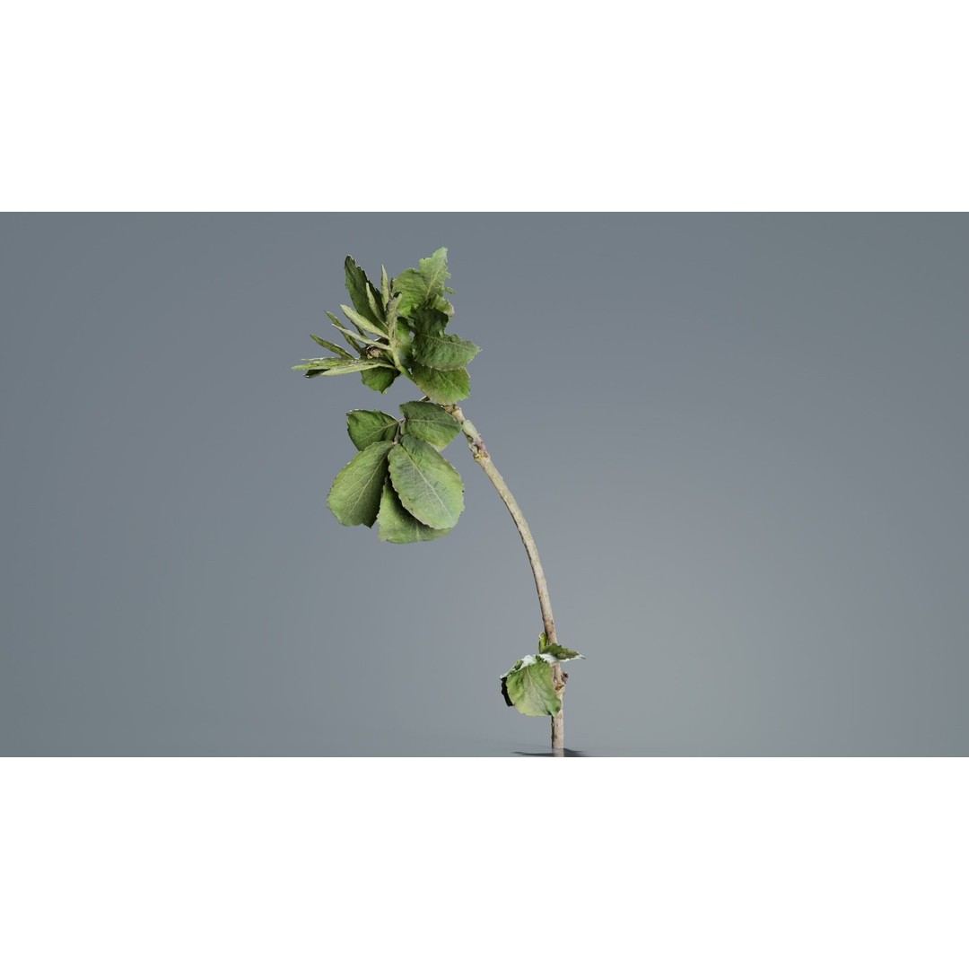 Sambucus Racemosa 3D Model – Low Poly Plant Asset, FBX, Game Ready - View 6