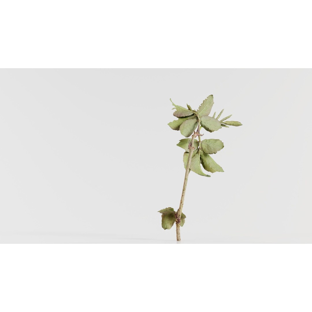 Sambucus Racemosa 3D Model – Low Poly Plant Asset, FBX, Game Ready - View 7