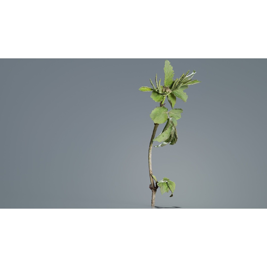 Sambucus Racemosa 3D Model – Low Poly Plant Asset, FBX, Game Ready - View 8