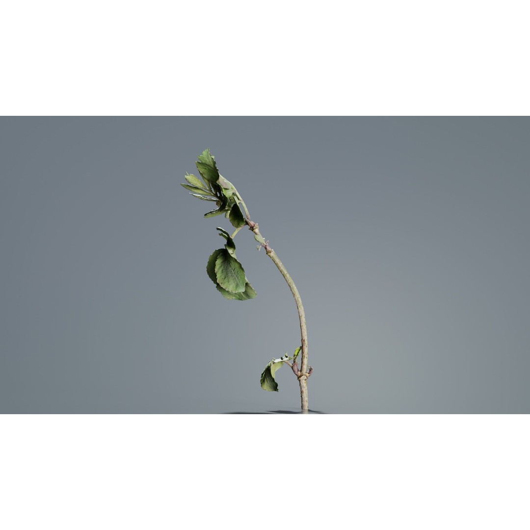 Sambucus Racemosa 3D Model – Low Poly Plant Asset, FBX, Game Ready - View 9