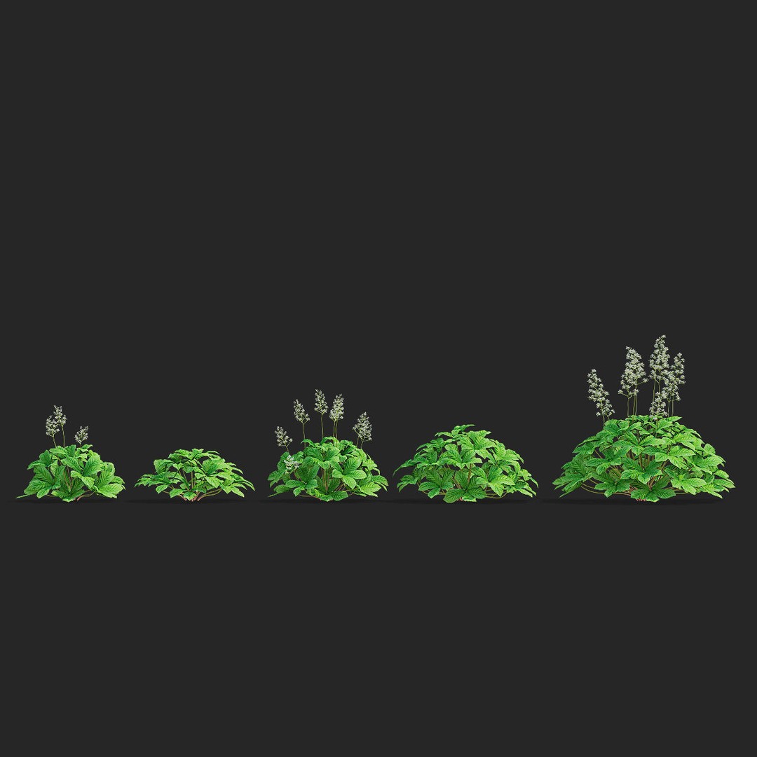 Rodgersia 3D Model – High Poly Plant Asset, FBX, OBJ, PBR - View 10