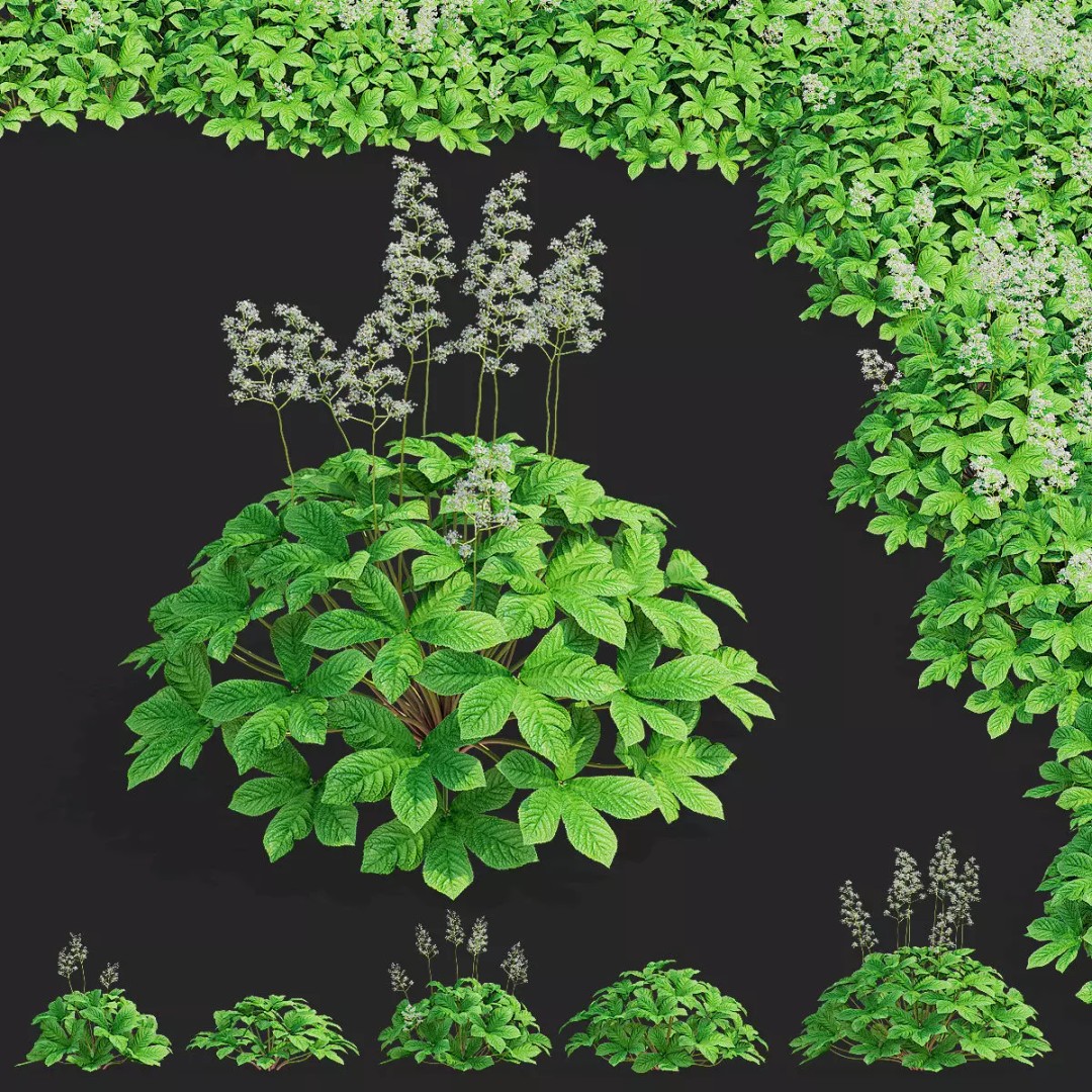 Rodgersia 3D Model – High Poly Plant Asset, FBX, OBJ, PBR - View 2