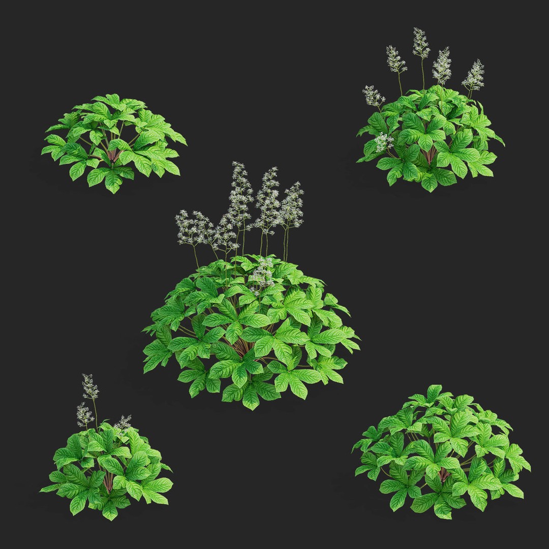 Rodgersia 3D Model – High Poly Plant Asset, FBX, OBJ, PBR - View 3