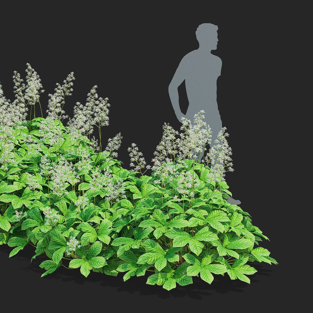 Rodgersia 3D Model – High Poly Plant Asset, FBX, OBJ, PBR - View 4